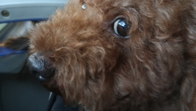 如何给狗狗剪指甲才剪不到血线 2e90b1442cac48637474a81a16f9fef417fc89ce.jpg@280w_158h_1c_100q.jpg