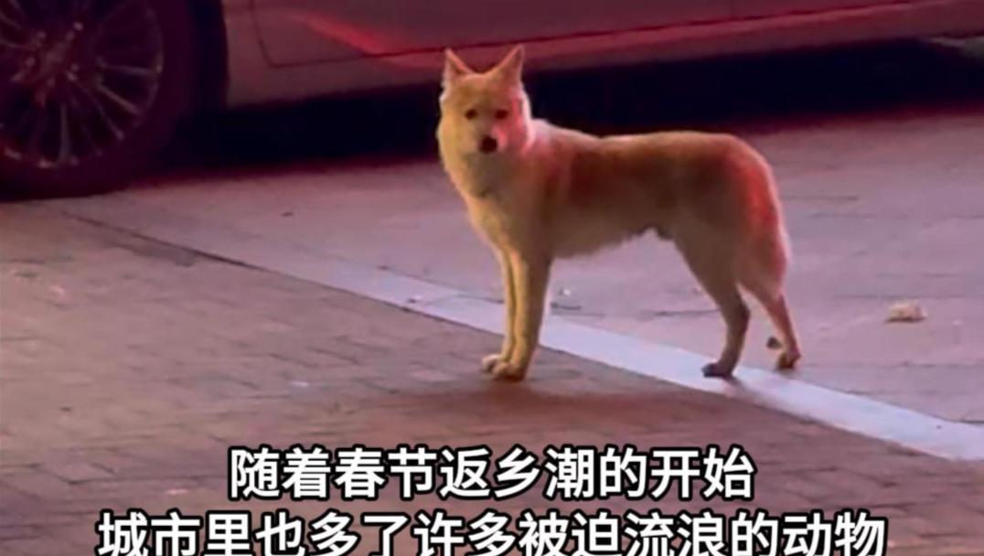 对小狗而言 春节好像没有人们说的那么美好#狗狗 #福州初心宠物医院