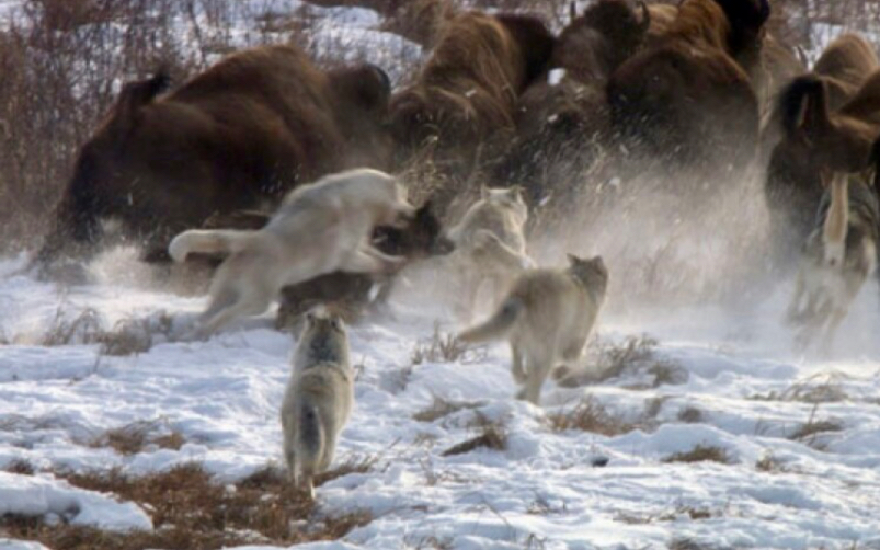 【老纪录片】狼vs美洲野牛 最后的边疆(1997 生肉) 伍德布法罗国家公园