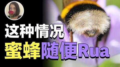 蜜蜂筑巢视频全过程 2edd66eb501af601abc21f5d78d3fe79ad61afba.jpg@480w_270h_1c