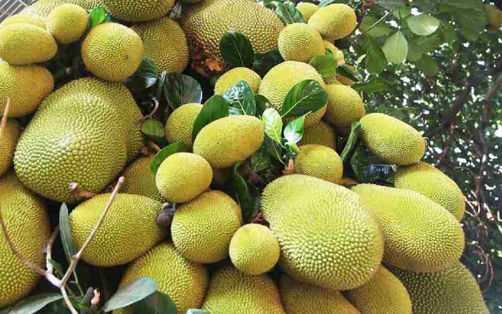 菠萝蜜的一生｜现代农业种植和收获世界上最大的水果波罗蜜