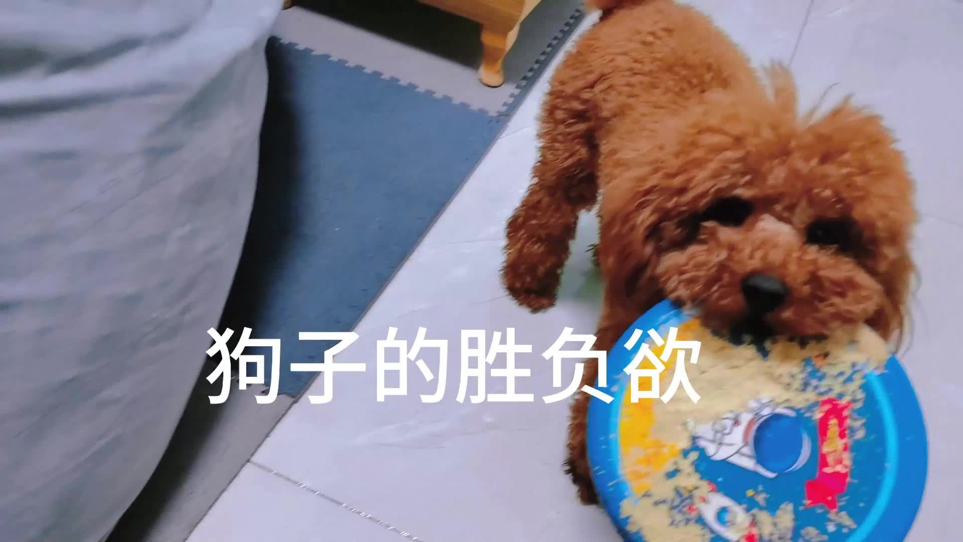 和主人玩飞盘，连续两次没接到，突然接到飞盘后自己都懵了