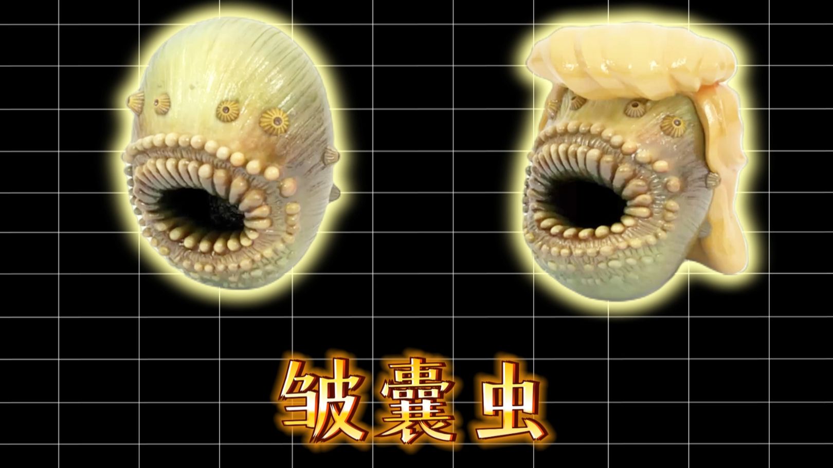 皱囊虫