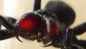 如何让自己不怕蜘蛛 2f0e07c6e3e07b2cf22956f64c7ca60acab0c801.jpg@280w_158h_1c_100q.jpg