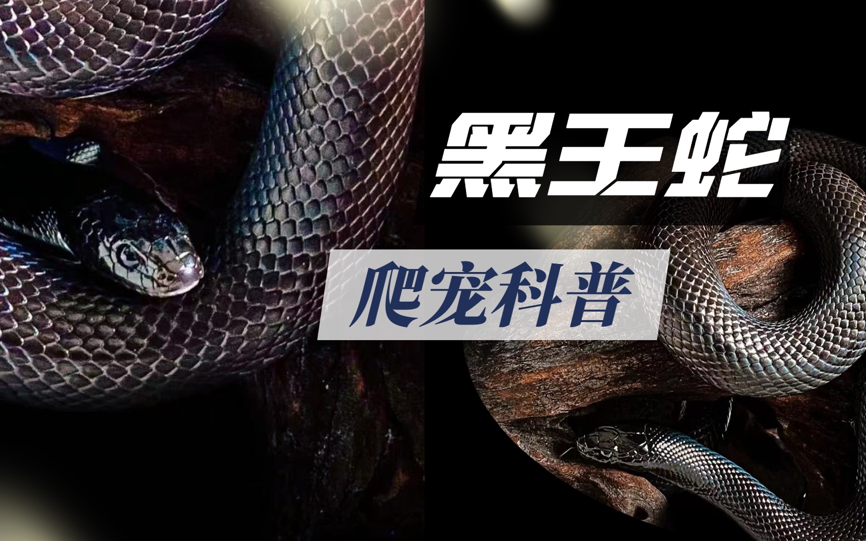 到底啥是黑王蛇？这条视频带你了解清楚！黑王蛇科普！