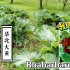 【西餐蔬菜】德国Rhabarbarum华北大黄