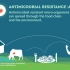 FAO: 什么是抗生素耐药性?