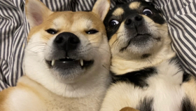 2f445b8db8cc78948662cd8ae84ab8870b77a76b.jpg@280w_158h_1c_100q.jpg