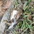 救助废弃捕鸟网上的猫头鹰，这种网子真不是推倒就完事了！