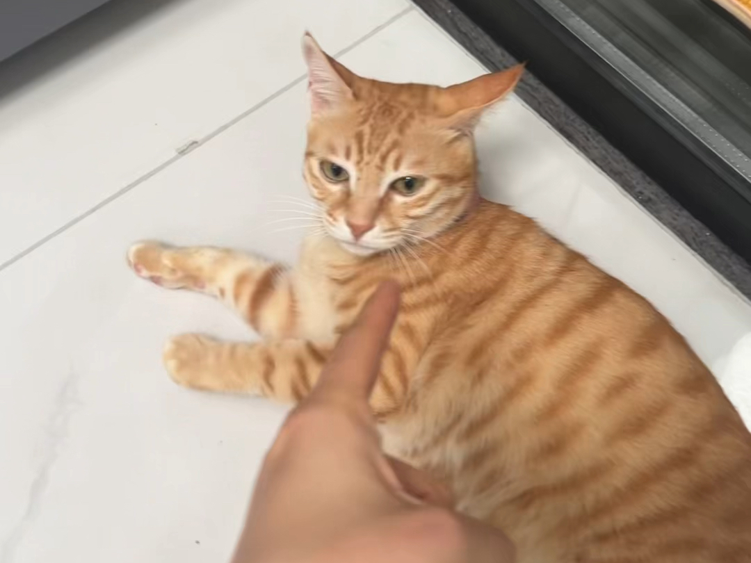 啊，果然有坏猫
