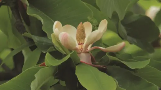 魅力中草药每日一药之厚朴