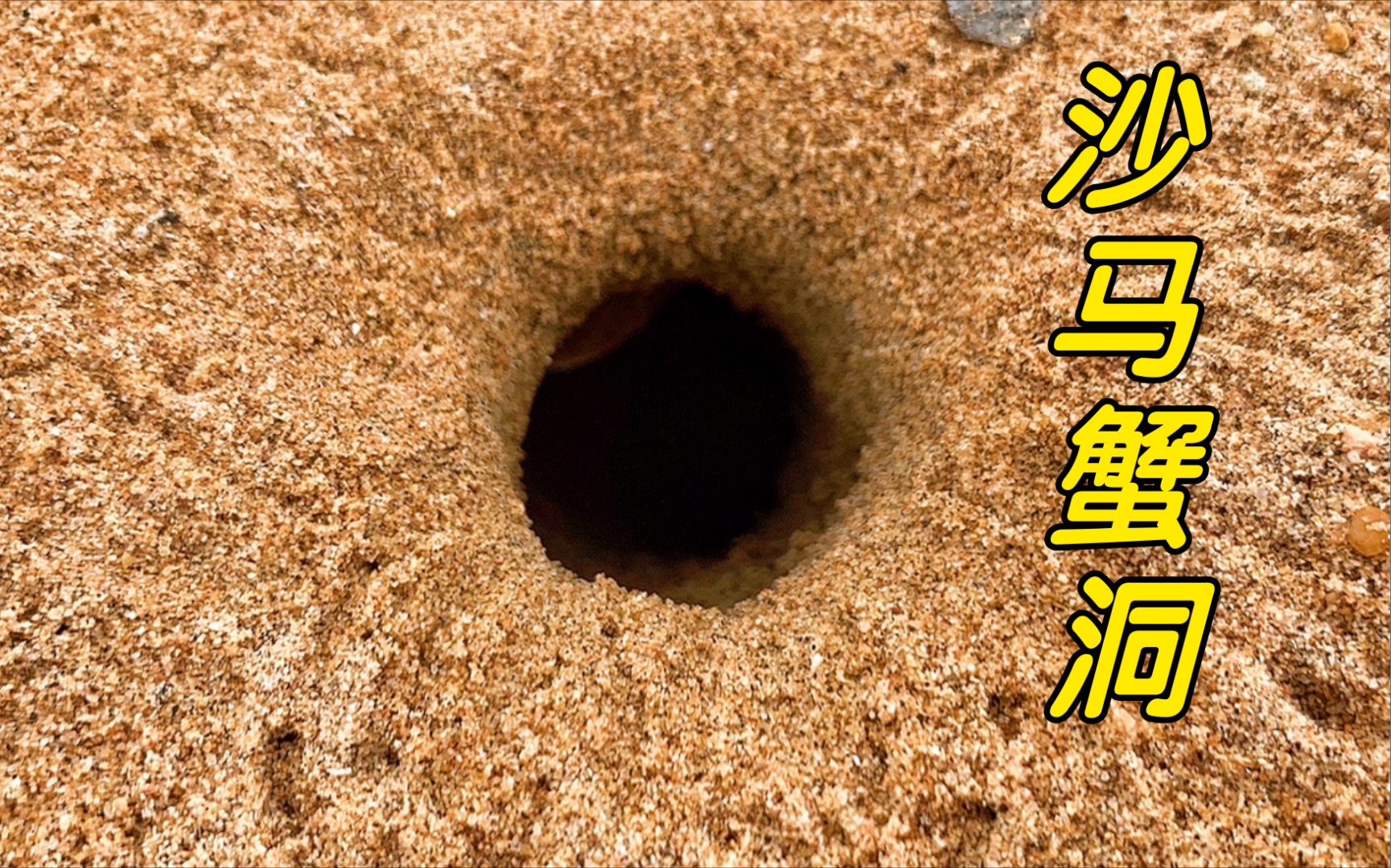 “沙马蟹”洞穴有多深呢，小崔赶海记录挖蟹小过程，搬石头还收获八爪鱼