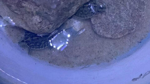 乌龟为什么不吃活鱼 2fa3449f6525ba402d8867cc8abc49710840c1f1.jpg@480w_270h_1c