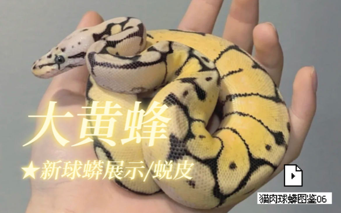 大黄蜂幽灵球来啦新球蟒更新宠物蛇展示