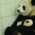 【大熊猫胖大海】妈妈的怀抱是个大摇篮~
