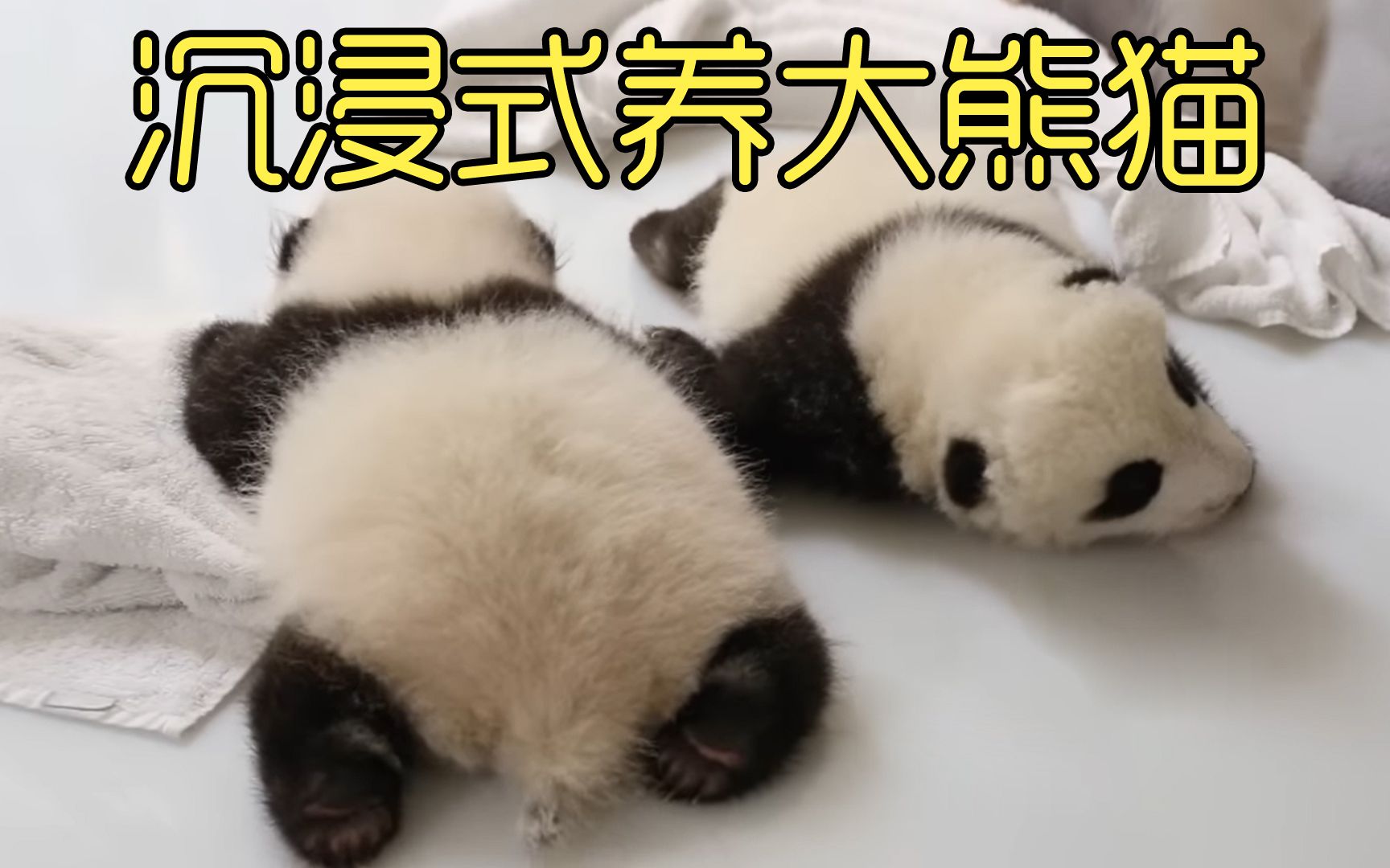 沉浸式养大熊猫，法国人看到大熊猫宝宝激动流泪，第一夫人亲自命名
