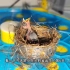 棕头鸦雀出生的第6天，眼睛终于睁开了！