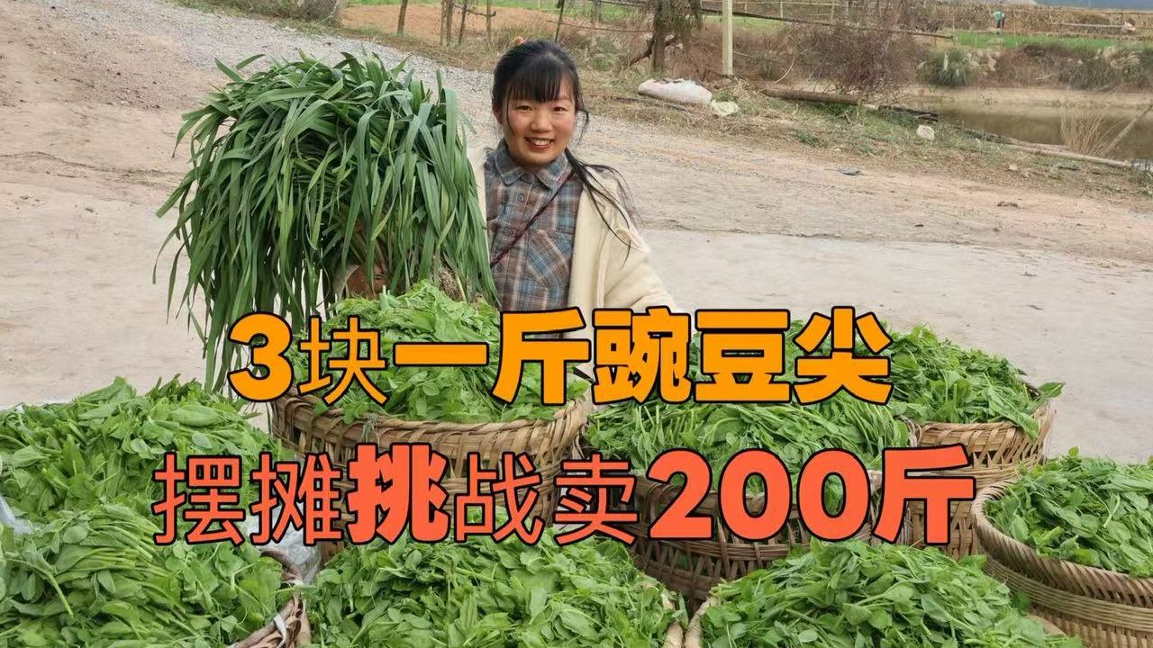 200斤豌豆尖大作战，挑战卖3元一斤豌豆尖，8位老人一背篓一背篓背下山