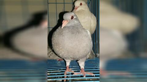 怎么养小鸽子宝宝 2fda7fc62ab8b410b8bf1e77c4d5ac92f08c1c52.jpg@480w_270h_1c