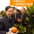 【CEO的电商脱贫作业】张勇在重庆奉节亲手摘了一颗『阿里橙』