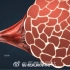 医学动画：骨骼肌的组织结构与收缩原理