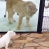当狮子和老虎看到小狗崽，会有什么反应