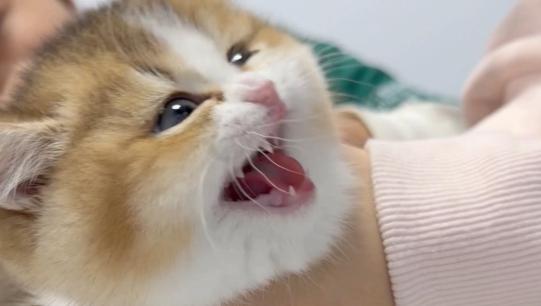 从没听过小猫咪骂得这么脏！