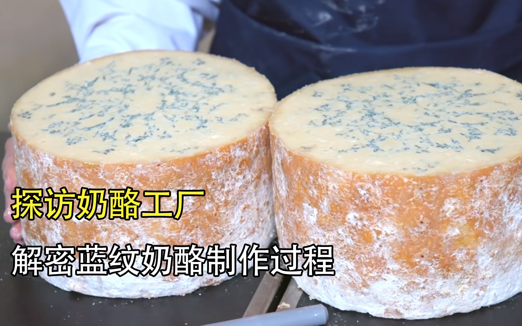 探访蓝纹奶酪工厂：因发霉而闻名世界，让无数人垂涎欲滴，那它是如何制作的？
