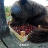【补档】小熊苏尔吃樱桃（当小棕熊吃到樱桃时会是什么表情）