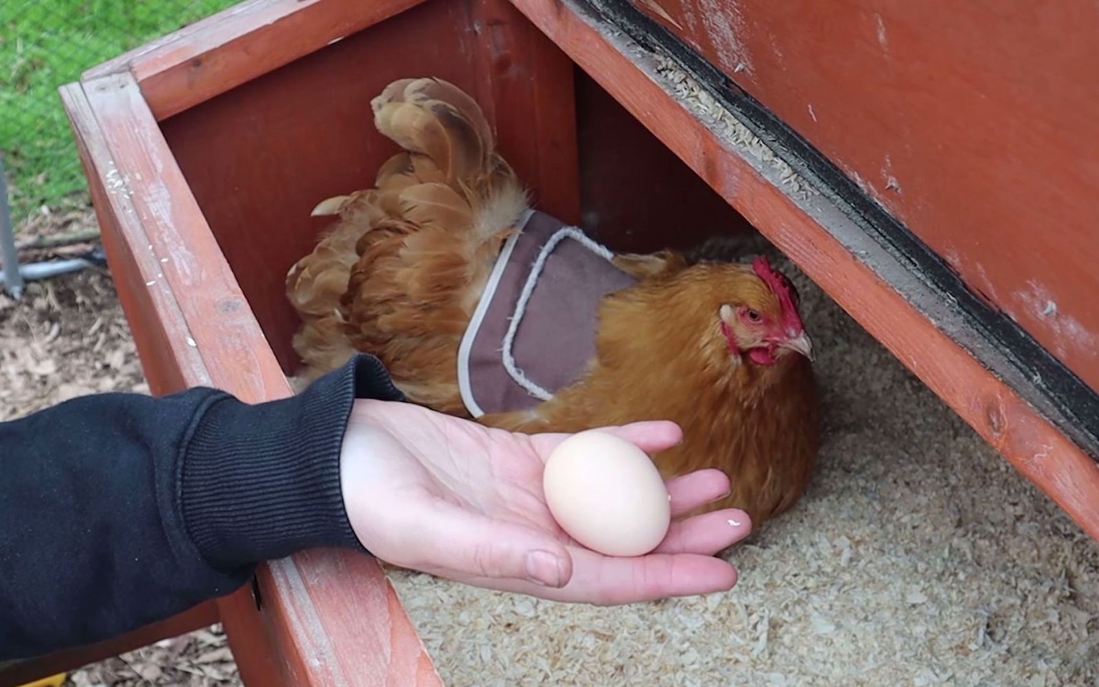 【奥平顿鸡】拜访肥鸡的别墅   顺便拿走她的蛋