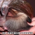 22：科普入侵物种非洲大蜗牛，能吃与不能吃的。