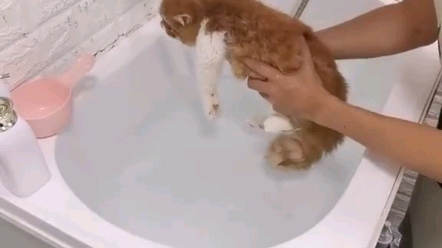 如何让猫不害怕洗澡