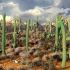 墨西哥的仙人掌都成精了：有的能长10多米，有的却濒临灭绝！