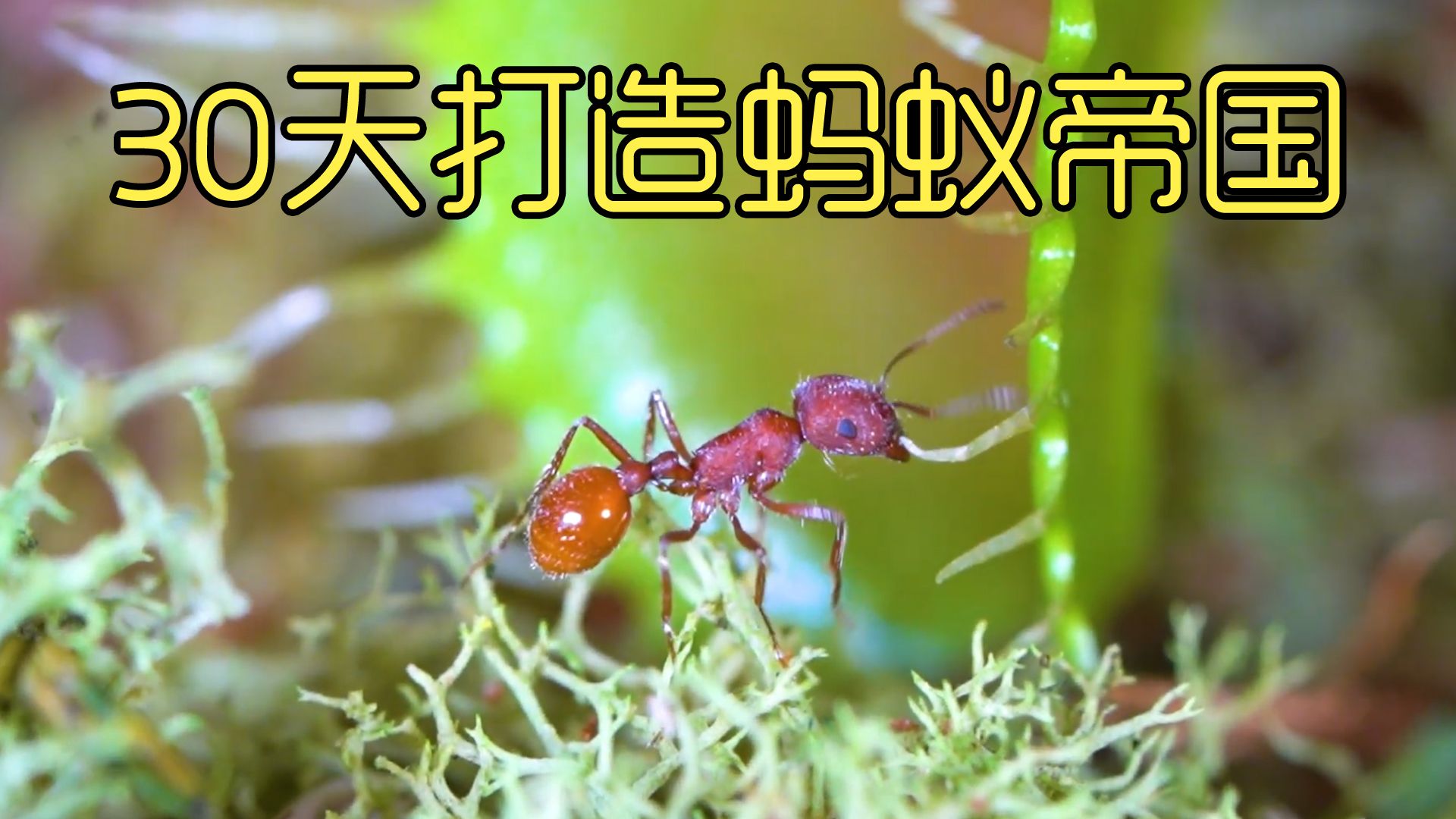 沉浸式养蚂蚁，历经30天打造蚂蚁沙漠雨林生态，超有趣超好玩