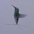 DARPA微型飞行器项目-扑翼机