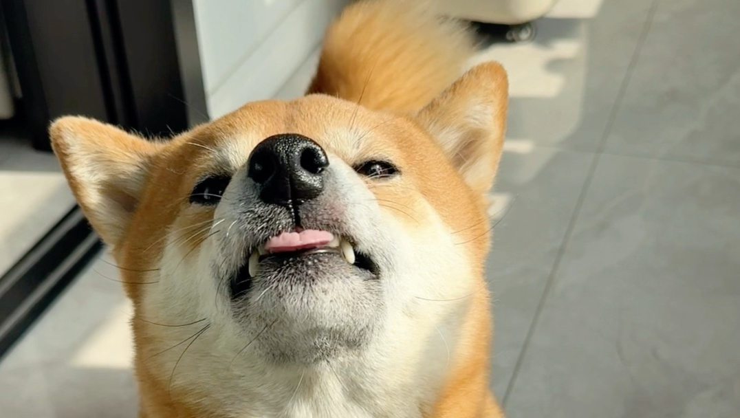 柴犬听到家乡话和普通话的态度变化！