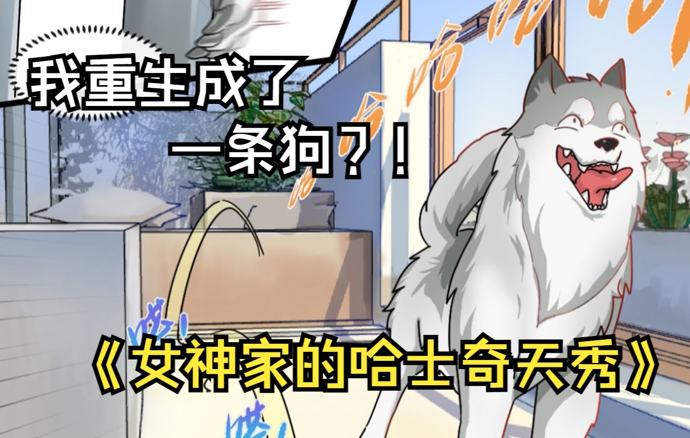 一口气看完《女神家的哈士奇天秀》