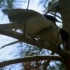 灰喜鹊（科教片）1983