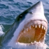 揭秘传奇生物“大白鲨”的十大真相