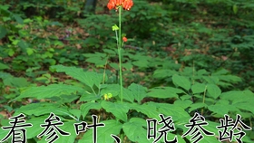 花旗参和西洋参是同一个品种吗 309f398f09306e48810c531d5bd1212f4a6e29fe.jpg@280w_158h_1c_100q.jpg