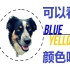 【SciShow】狗真的是色盲吗？中英文字幕 @沧海E蜉蝣字幕组