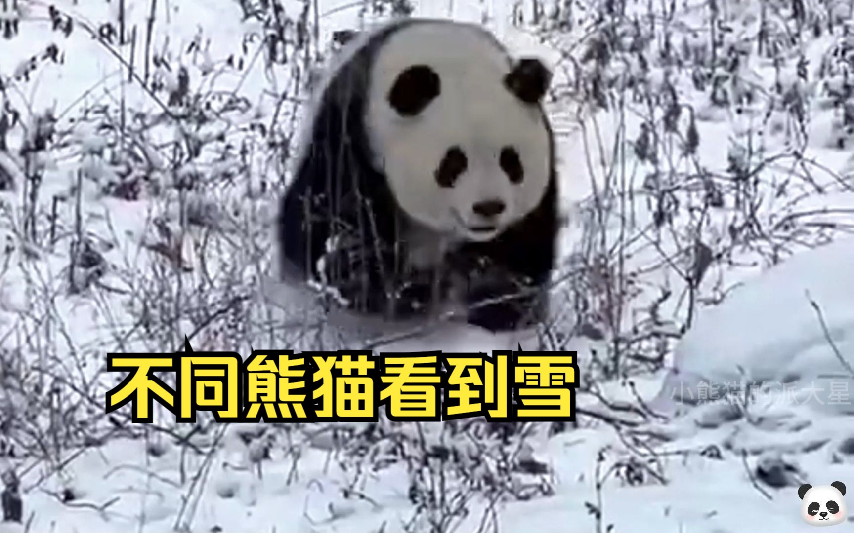 不同熊猫看到雪，萌兰雪中贵公子，七仔直接上树，佑佑雪地烫脚