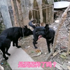 母犬为了配种极力挑逗公狗，配完种就翻脸不认狗