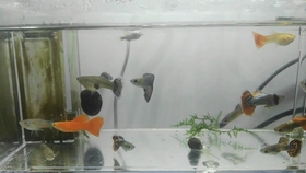 质量最好的老年机 30bb20716c2516de71d727fff673588303c54378.jpg@280w_158h_1c_100q.jpg