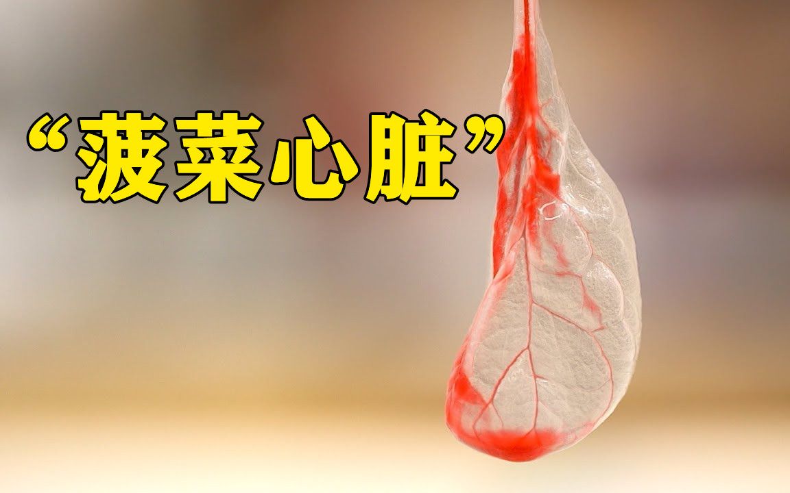 用菠菜叶培育出人体心脏组织，还能砰砰跳动，如何做到的？