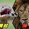狮子vs科莫多巨蜥，谁的战斗力更强呢