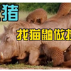 疣猪蓬老板找猫鼬做大保健，舒服到双腿发软
