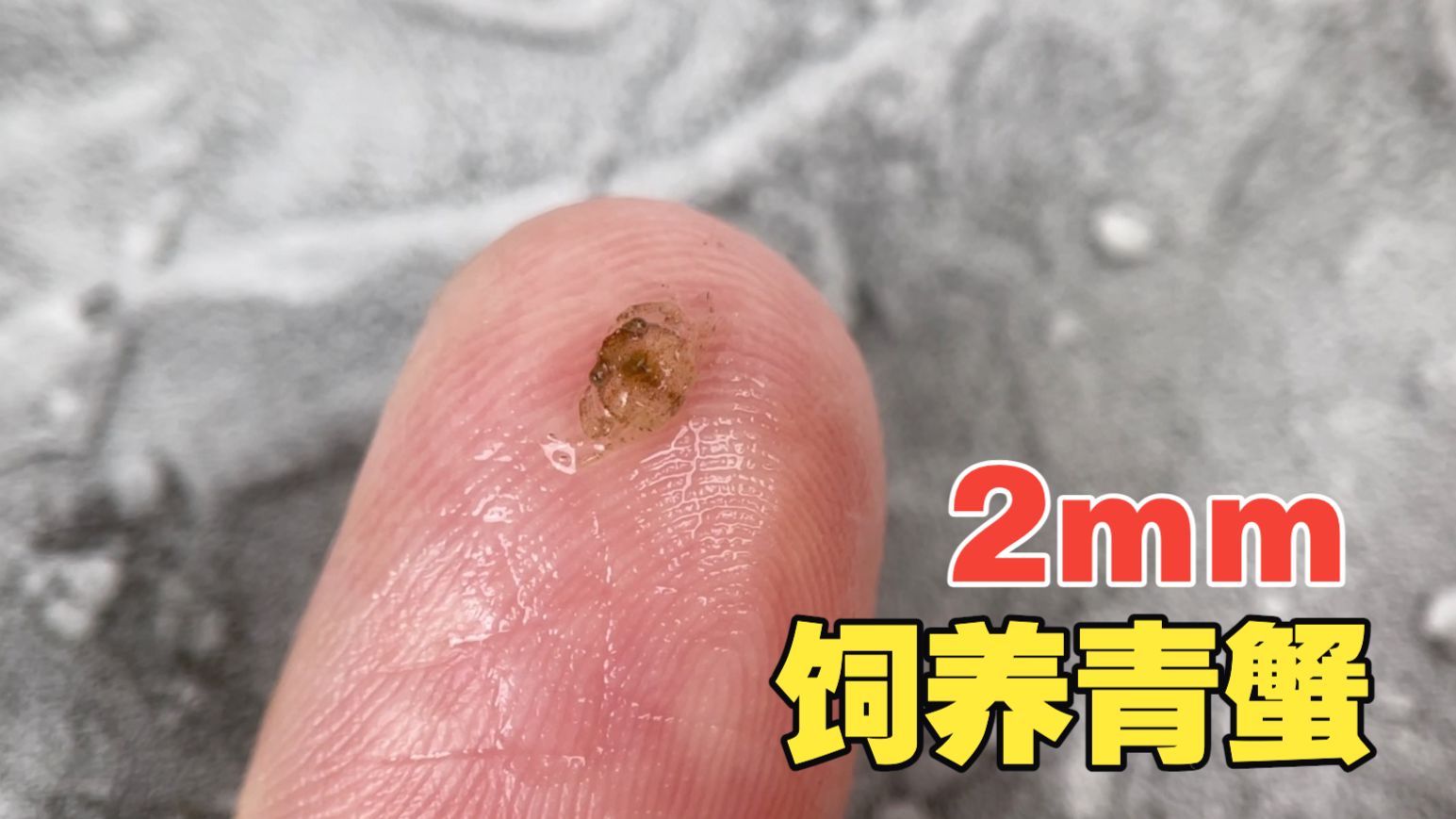 在家饲养一只2mm的青蟹，无限食物使它快速成长！