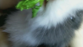 30fc41d0943721c927404e115c6e8246f31e23c7.jpg@280w_158h_1c_100q.jpg