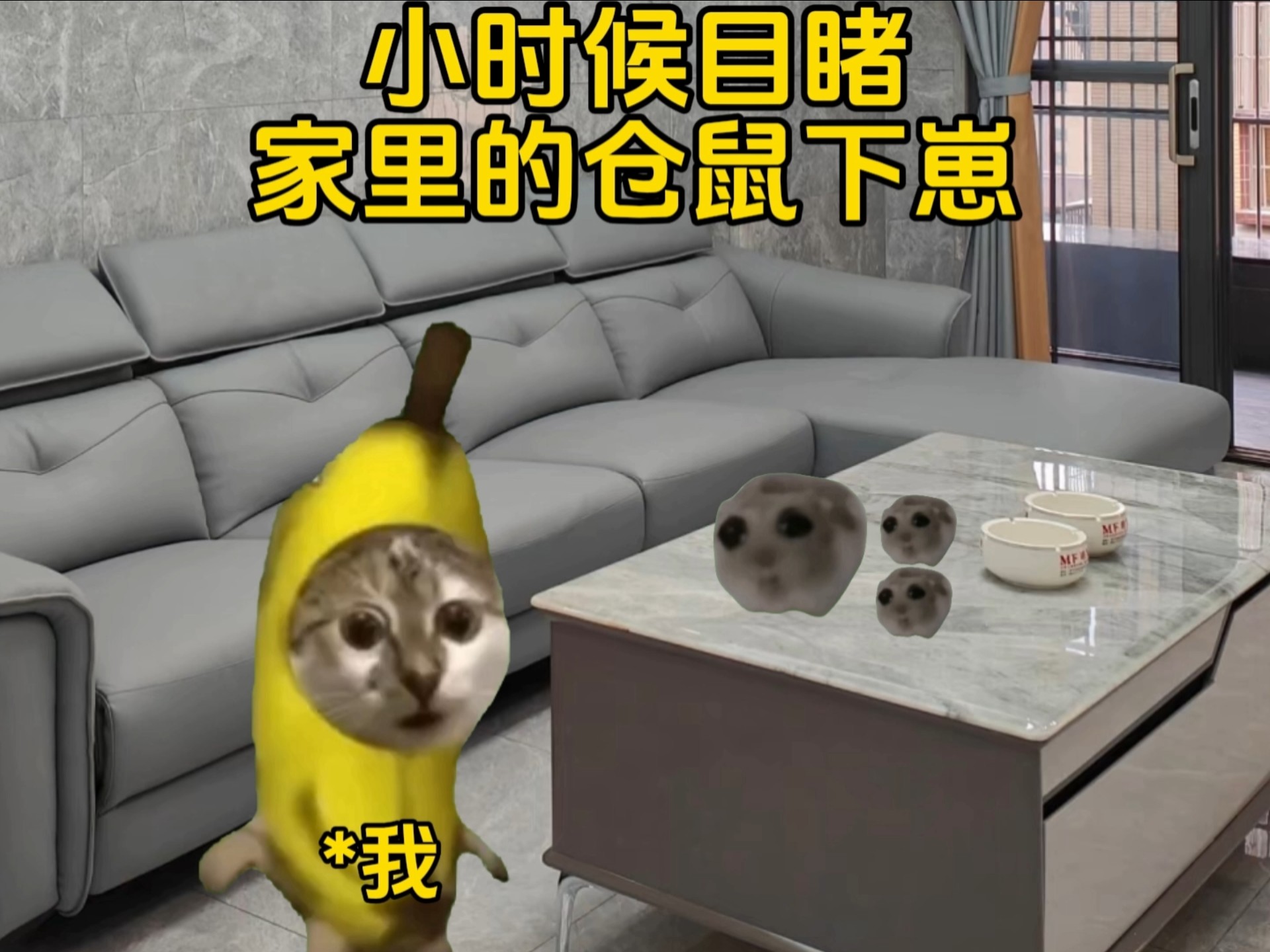 小时候目睹仓鼠下崽